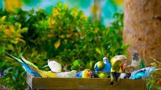 24/7 LIVE Cat TV: Squirrels, Birds & Parrots to Calm Your Pets – Relaxing 4K Nature TV