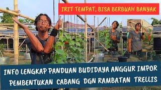 Lengkap Banget Infonya! Irit Tempat, Bisa Berbuah Banyak. Trellis Y Kebun Anggur Rodi Maxi Grape