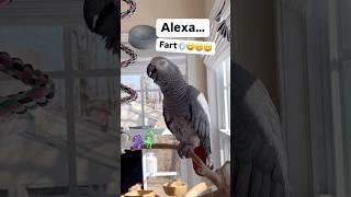 Symon says: Alexa FartCrazy Parrot#crazyparrot #talkingparrot #africangrey #birds #alexa #ai