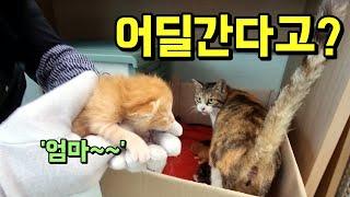 길고양이 호떡이 새끼들의 묘생 첫 일주일