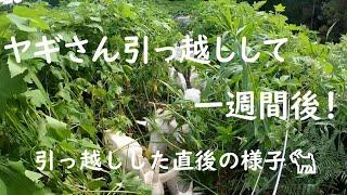 人が入ることもできない雑草だらけの荒地をヤギ除草チームが解決！