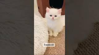 The fluff #fluffy #kitten #beforeandafter #scottishfold #britishshorthairkitten #whitecat #blueeyes