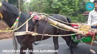 ঘোড়ার গাড়ি || Horse Carriage  in Samuktala || Alipurduar || West Bengal || India