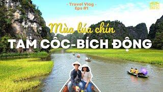 Khám phá Tam Cốc Bích Động - Ninh Bình mùa lúa chín 2022 | Flycam 4k | Đan Tư