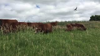 Natural Fly Control For Cattle