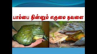 Fact Of Bull Frog/ எருமை தவளை / Fully Explained/ Biggest Frog/ Frog Meat/American/ Bullfrog in Tamil