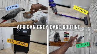 African Grey Parrot Care Routine 2024 - Everything You Need To Know!