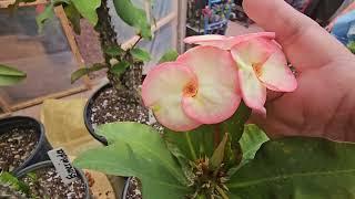 Algunas semillas de nuestro Jardin #coronasdecristo #euphorbia #crownofthorns #plants #garden #flor