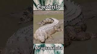 Cocodrilo de agua salada #animalespeligrosos #cocodrilodeaguasalada