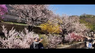 창경궁 벚꽃 구경 (Cherry Blossom in Seoul Palace)