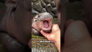 Moo Deng: The Viral Pygmy Hippo!