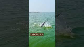 dolphins.... @Satapada, chilika lake #youtubeindiashorts #youtubeshorts #dolphins #shorts  #dolphin