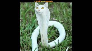 Rare animels in white #amezing #ytshorts #trendingvideo