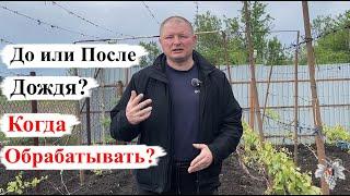 Когда ОБРАБАТЫВАТЬ ВИНОГРАД / ДО или ПОСЛЕ ДОЖДЯ?
