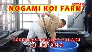 NOGAMI KOI FARM || BREEDER SPECIA;IST KOHAKU DI JEPANG