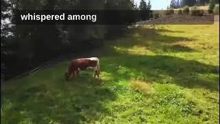 Carpathian Mountains| Mountain Resorts| Hiking Trails| Wildlife Spotting| Horse Riding