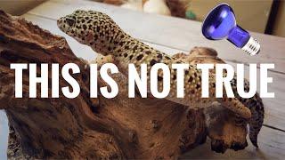 Common Leopard Gecko Misconceptions and Myths | Debunking