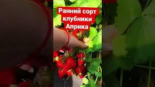 Урожайный сорт клубники Априка