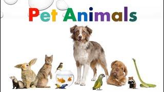 Pet Animals | Learning Video For Kids | AuSum Sisters