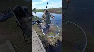 Ловим карпов на поплавок на платном водоеме #рыбалка #shortvideo #fishing #карп #fishingvideo