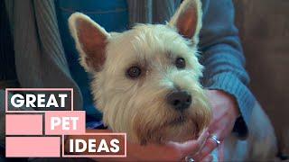 Dr Harry Shows You How To Stop A Dog From Barking At The TV | Pets | Great Home Ideas