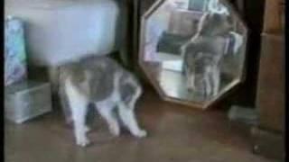 lustige katzen - funny cats