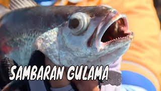 Menaklukkan Perlawanan Ikan Gulama | MANCING MANIA STRIKE BACK (21/09/24) Part 2