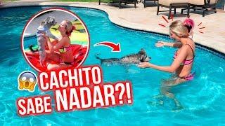 MI PERRO REACCIONA A LA PISCINA!  NO SABE NADAR?! | Katie Angel