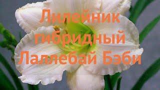 Лилейник гибридный Лаллебай Бэби  обзор: как сажать, луковицы лилейника Лаллебай Бэби