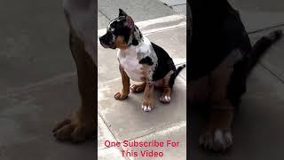 #Exotic bully# (share the video)