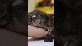 Platypus Is One Of The Few Mammals That Lay Eggs short#animal #nature #animalshorts  #animalsvideo