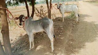 two very beautiful nagauri bachhde | nagori bail | racing bull | ox races | indian cow