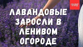 Все секреты выращивания лаванды: где посадить лаванду, как размножить лаванду, обрезка лаванды