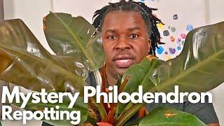 Repotting a Beautiful Mystery Philodendron