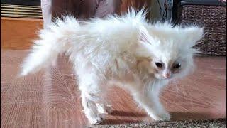 Funny cats and dogs 2023 Funny animal videos - Funny animals 280