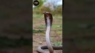 why does the snake come out #facts #short #trending #factmine #the_shahil_factz