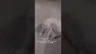 cat in blender Twitter video