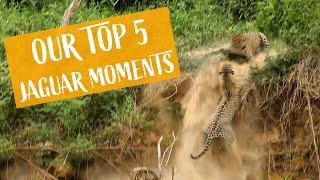 Our Top 5 wild Jaguar encounters caught on film!