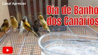 O BANHO É MUITO IMPORTANTE PARA SEU CANÁRIO BELGA/canal Apreciar