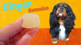 Gummy Dog Treat Recipe | Ginger Gummies for Dogs