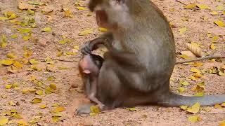 OMG sadness baby monkey was action ugly strongly #monkey #adorablewildlife #playfulmonkeys