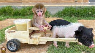 So smart! Baby monkey Yumy and Un In piglet help Dad go to buy soup when Dad too busy