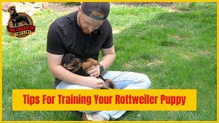 Tips For Training Your Rottweiler Puppy