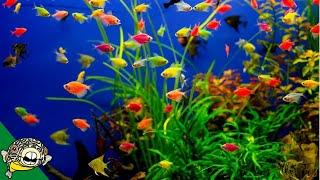 Glofish Care Guide - Aquarium Co-Op