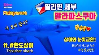 필리핀 세부 말라파스쿠아 스킨스쿠버다이빙 여행 [환도상어가 코 앞에 나타난다면?]  scuba diving Thrasher shark in Malapascua