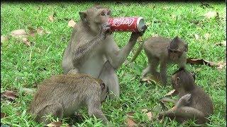 Amazing Funny Baby Monkey and Family Drink COCA COLA and Eating Lotus Fruits in Jungle Cambodia