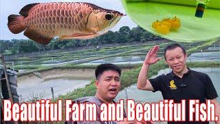 I was arrived the Malaysia's No.1 Arowana farm.