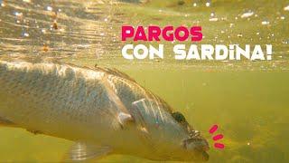 Pesca de pargos desde orilla - Pesca de pargos con sardina