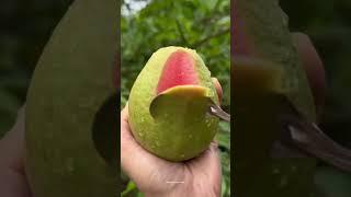 "Top Amazing Facts About Healthy Food " #facts #amazingfacts #factsinhindi #food #foodfacts #fact