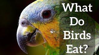 Bird Beaks - What do Birds Eat?